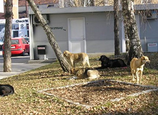 STRAY DOGS ROAM BUJANOVAC STREETS AND ATTACK THE CITIZENS