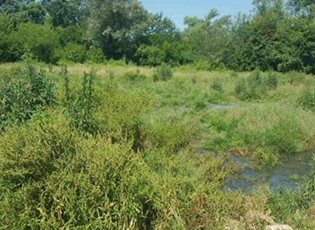 SEWERAGE IS OVERFLOWING IN BANJSKA STREET, “KOMUNALAC” PROMISES HELP