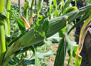 CHANGED INCENTIVES FOR PLANT PRODUCTION