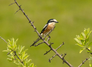 КОД ПРЕШЕВА ПРВИ ПУТ УОЧЕН ДУГОРЕПИ СВРАЧАК – НОВА ВРСТА ПТИЦЕ У СРБИЈИ