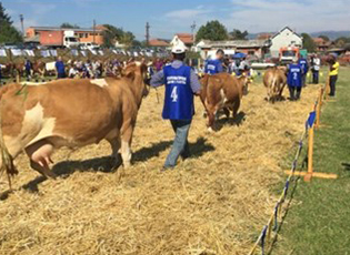 NGA KOMUNA E BUJANOCIT, 6.5 MILION PËR FERMERËT, SHUMA MË E MADHE E PARAVE PËR BLEGTORËT NGA TËRNOCI
