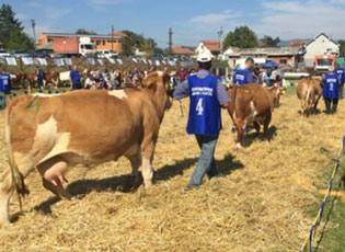 NË LEVOSOJË ËSHTË MBAJTUR EDUKIM PËR PRODHUESIT E QUMSHTIT NGA BUJANOCI DHE PRESHEVA