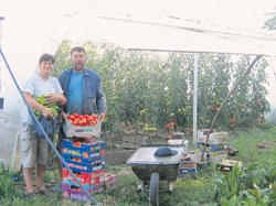 Три бербе под пластеницима