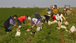 У ЈУНУ САЈАМ „ОД ЊИВЕ ДО ТРПЕЗЕ“