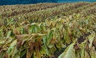 MUNICIPALITY FUNDS TOBACCO – GROWING