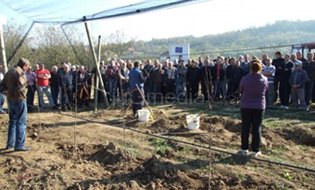 IMPROVEMENT OF FRUIT-GROWING IN PCINJ DISTRICT