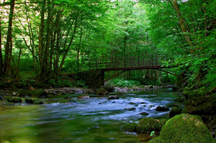 JABLANICA DISTRICT INVADED BY GIPSY MOTHS