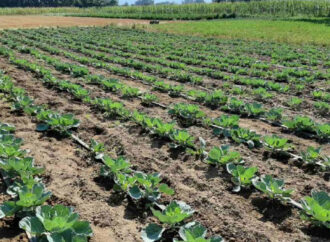 ПРОДУЖЕН РОК ДО 12. АВГУСТА ЗА ПОДСТИЦАЈЕ ЗА ПРОИЗВОДНЕ И МАТИЧНЕ ЗАСАДЕ