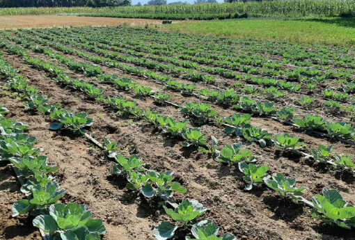 ПРОДУЖЕН РОК ДО 12. АВГУСТА ЗА ПОДСТИЦАЈЕ ЗА ПРОИЗВОДНЕ И МАТИЧНЕ ЗАСАДЕ